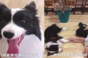 自閉症兒童的心理陪伴犬被盜！網友：「小偷把孩子們的希望偷走了…」