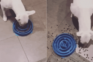 用慢食碗挑戰狗狗耐性，兩秒就被掀翻——汪：「為了吃，暴躁這塊從沒輸過！」