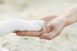 狗狗為什麼一直伸手握手？原來是因為你沒有教牠要把「握」機會！