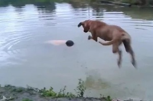 主人游泳時假裝溺水，狗狗的反應讓他淚目：「我不該騙你！」