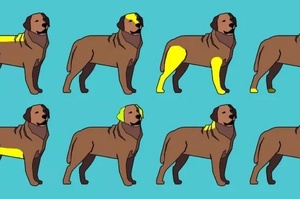擼狗小技巧！如果你摸了狗狗身體這8個部位，牠會十分感激你！