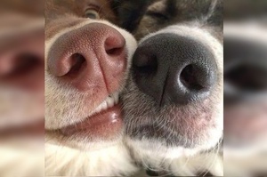 狗狗鼻子越黑越健康！這是謠言還是事實？
