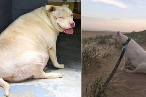 減肥狂甩60斤的狗狗！你們能想象牠最初的樣子嘛！狗狗到底該如何控制體重呢？