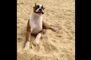 就是這個味道！搞笑拳師犬面目猙獰怒吃萊姆