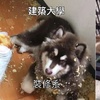 你家狗，是什麼大學畢業的？