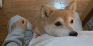 據說這五種方式是狗狗心疼鏟屎官的表現，你家汪是這樣嗎？