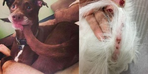 狗追尾巴很逗？牠自己可能並不這麼想！這可能是生病的徵兆！