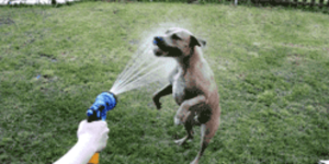 寵主必看！一次解決5大「初秋養汪誤區」！