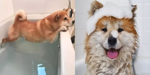 做對這幾件事，再倔的狗狗也能愛上洗澡！