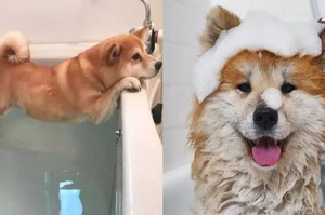 做對這幾件事，再倔的狗狗也能愛上洗澡！