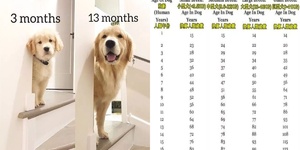 你家狗的年齡相當於人類多少歲？我敢肯定你算錯了！