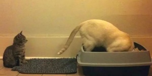 狗狗永遠想不通，為什麼我總能發現牠吃了貓便便？這也許是「異食癖」的徵兆！