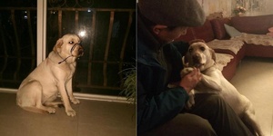 拉拉六次把充電線咬爛被主人處罰，結果阿公一出現馬上偏袒拉拉！汪：「就跟你說我後台hen硬了」