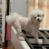 這隻狗天天上床撒野，主人怒了：把床拆了看你怎麼浪！