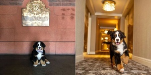 伯恩山變身超萌酒店接待員，工資卻是：拍屁屁？！