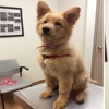 黃金獵犬和德牧的混血兒？這顏值也太高了吧！