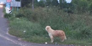 狗狗在公路邊苦等主人四年，終於等到的那天，牠卻不跟主人走了