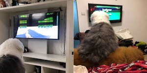 這隻XXL號古牧有個怪癖，號稱「電視殺手」，麻麻發現後崩潰：要破產啦！