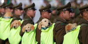 小警犬參加大閱兵，是用來萌翻敵人的嗎？