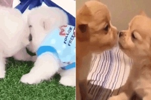 狗狗接吻的時候，心裡到底在想啥？