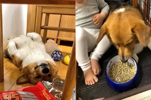 網友說家裡的狗「護食」的時候，跟別的狗有點兒不一樣