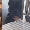 狗爸獨自照顧三隻狗崽子，主人回家一看笑噴了：「這滿滿的絕望！」