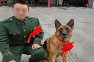 參與過汶川地震救援的最後一隻搜救犬去世：「沈虎，願你一路走好！」