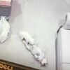 查看監視器發現兩隻狗在上演愛情動作片，主人當場崩潰：「決定了，帶去閹了」