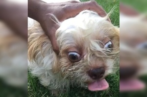 妹子想幫走失的狗狗尋找主人，網友讓她拍個狗狗正臉照，結果網友懷疑「牠有正臉嗎？」