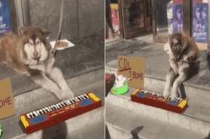 網友散步，竟發現一隻阿拉斯加在彈琴！？網友的沙雕後製真是太好笑了！