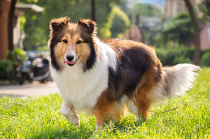 犬占卜！英國研究發表依飼養狗兒的犬種推敲飼主性格，快來看看你是屬於哪種吧！