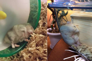 「突然就沒電惹！」這8隻運動到一半就突然睡死的倉鼠照片笑翻網友：「是皮卡丘就不會惹～」