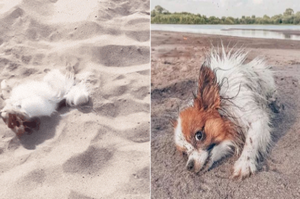 狗在沙灘花式挖沙，這波操作必須保送土木工程系！