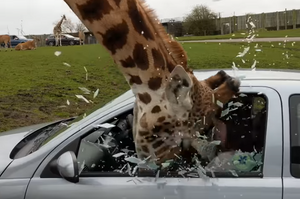 長頸鹿把頭伸進車窗討食物，女子嚇到後把窗戶關起卻整個「爆炸」畫面超驚悚！（影片）
