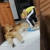 麻麻說家裡的狗放屁了，兒子聽了之後，竟然跑去聞了！狗狗的表情亮了！