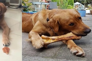 把骨頭和肉乾同時放在狗狗面前，牠會選擇哪一個？