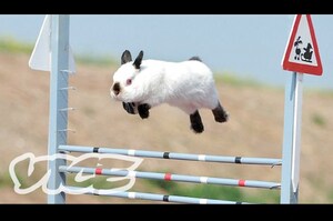 萌兔跳躍障礙賽正式開始！都像小羚羊般輕巧飛越，你們是不是都偷裝了彈簧阿XD
