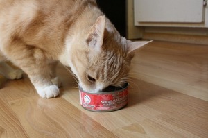 貓咪到底可不可以吃「鮪魚」？原來吃太多竟會對貓咪造成這麼大的危害！