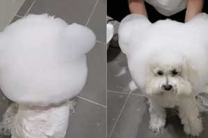 給狗狗洗泡泡浴竟然變成棉花糖！網友吐槽：「我家狗看起來很好吃的樣子」