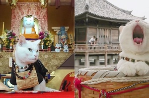 日本京都「喵喵寺」，連貓咪都是和尚！全世界的貓奴們必須要去朝聖一下啊！