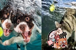 考驗所有狗狗水裡撿球，沒想到二哈直接「智商秒殺」在場全狗！
