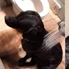 幫黑狗洗澡發現流出來的水「竟然是咖啡色」，平時黑黝黝的根本看不出來！完全驚訝啊！