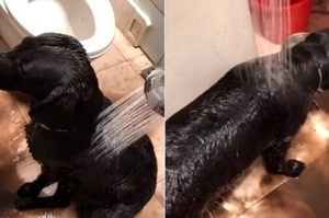 幫黑狗洗澡發現流出來的水「竟然是咖啡色」，平時黑黝黝的根本看不出來！完全驚訝啊！