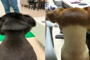 主人給家裡的狗狗剪毛，剪完以後「變物種了」！狗：「脖子怎麼有點兒涼？」