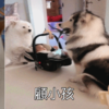 你以為是你養活了狗狗？不，狗並不這樣想！