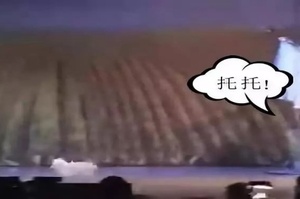 狗狗演舞台劇時「翻車」，網友：我不想笑，但我忍不住
