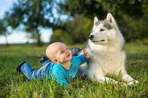哈士奇（西伯利亞雪橇犬）的優點與缺點－－想養的人必看！