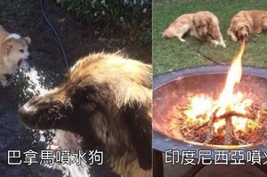 爆笑！雙頭犬、噴火犬、狗頭人？這個中國二手平台閒魚賣家的產品真的是太腦洞了！