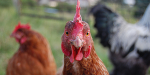你雞母雞抖？這十個關於雞的有趣知識，會讓你對牠們大大改觀！