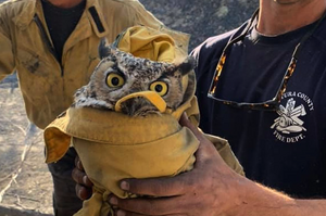 貓頭鷹被消防員從森林大火中救出，不過牠7pupu的表情讓網友們笑翻了：「根本是個傲嬌！」